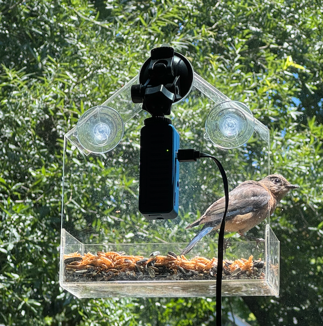 The feeder at the window with the Raspberry Pi and AI Camera watching from inside