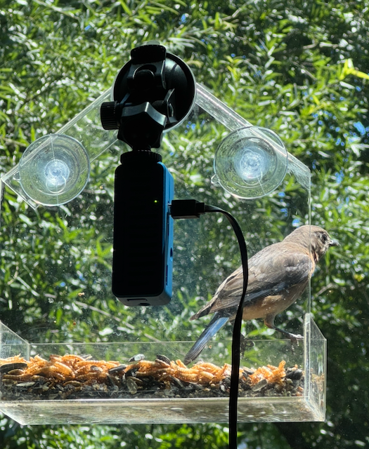 A Bluebird at the feeder while TitPi monitors — Pi is inside the 3D printed case on the windowsill